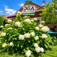 Dom na sprzedaż